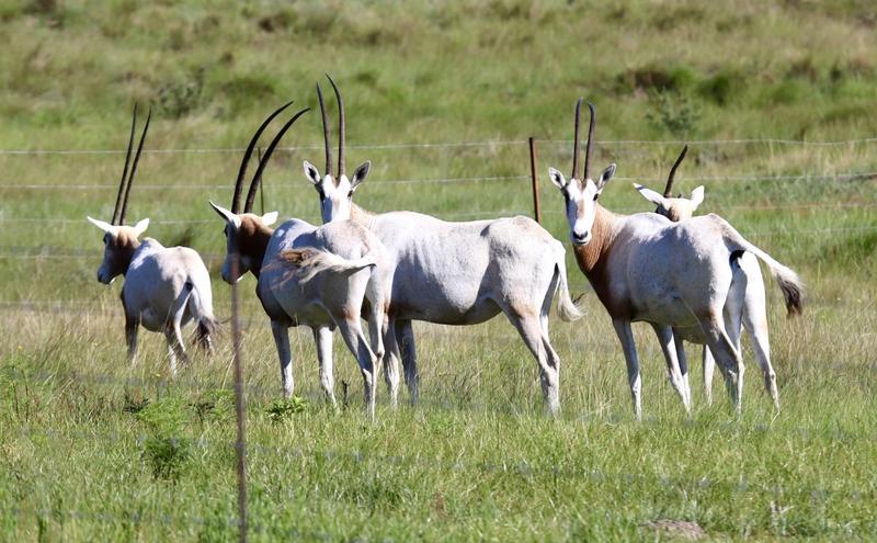 0 Bedroom Property for Sale in Fouriesburg Free State